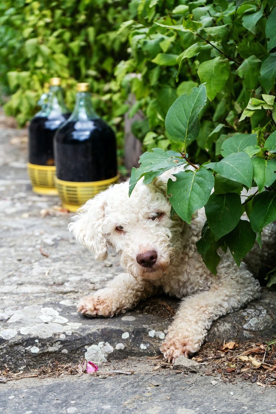 Un cane accanto a bottiglie scure, tra le foglie